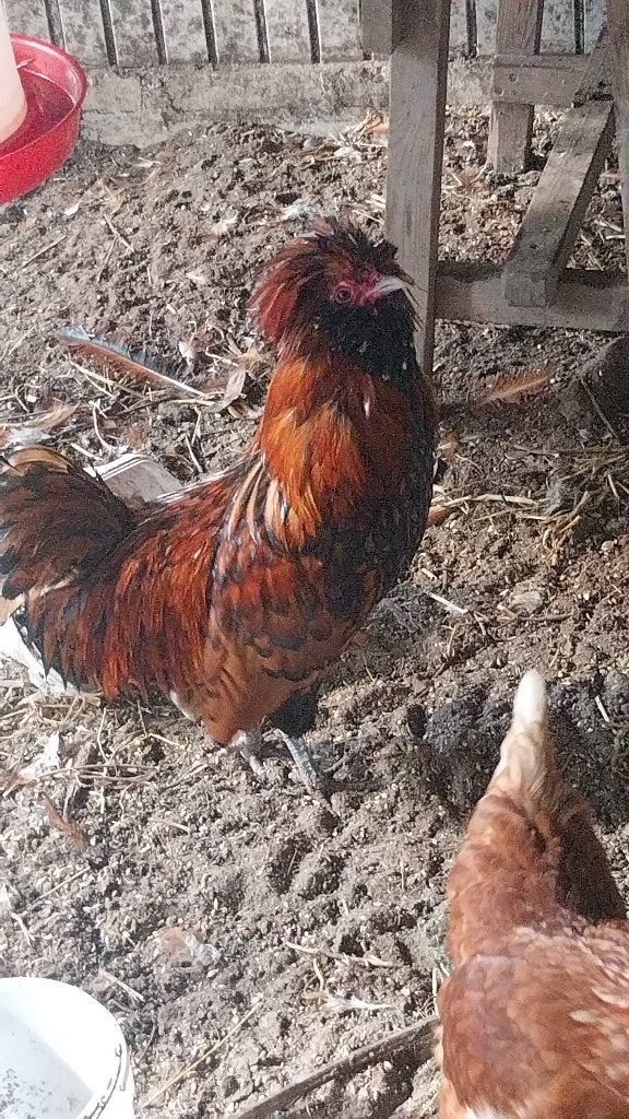 Haan, Dieren en Toebehoren, Vogels | Overige Vogels, Mannelijk