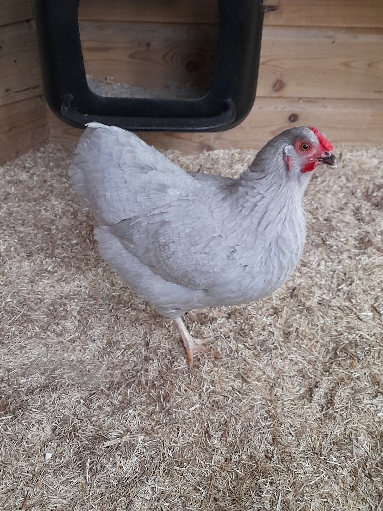 Hen Kriel Wyandotte Parelgrijs 14 maand oud, Dieren en Toebehoren, Vrouwelijk, Kip