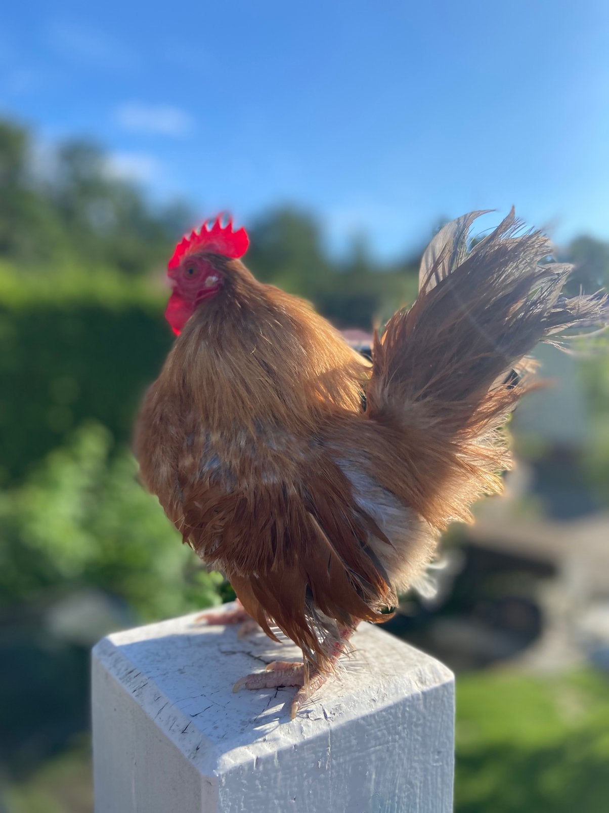 Zijdeveer ayam serama haan buff, Dieren en Toebehoren, Pluimvee, Mannelijk, Kip