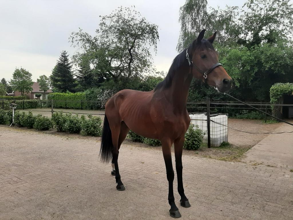 Tk mooie 3 jarige uit elitemerrie, Merrie, Dressuurpaard, 3 tot 6 jaar