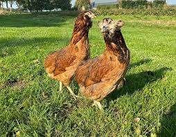 Araucana kippen., Vrouwelijk, Kip