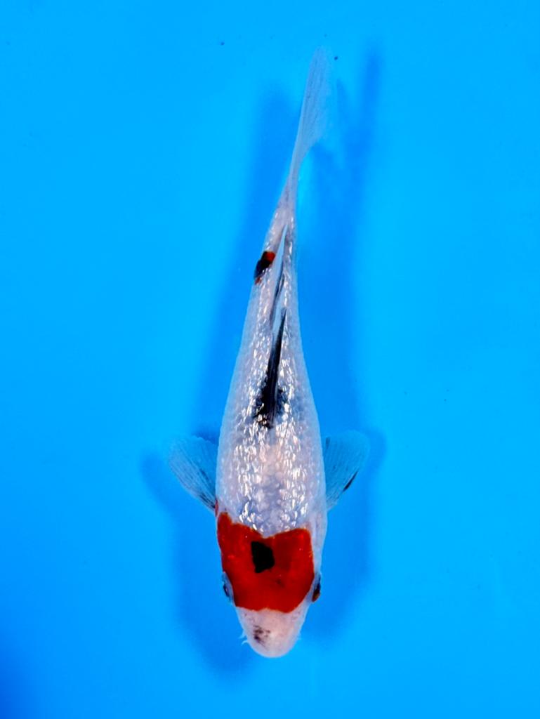 Ginrin Maruten Showa 14-18cm Kase Japanse koi, Karper of Koi