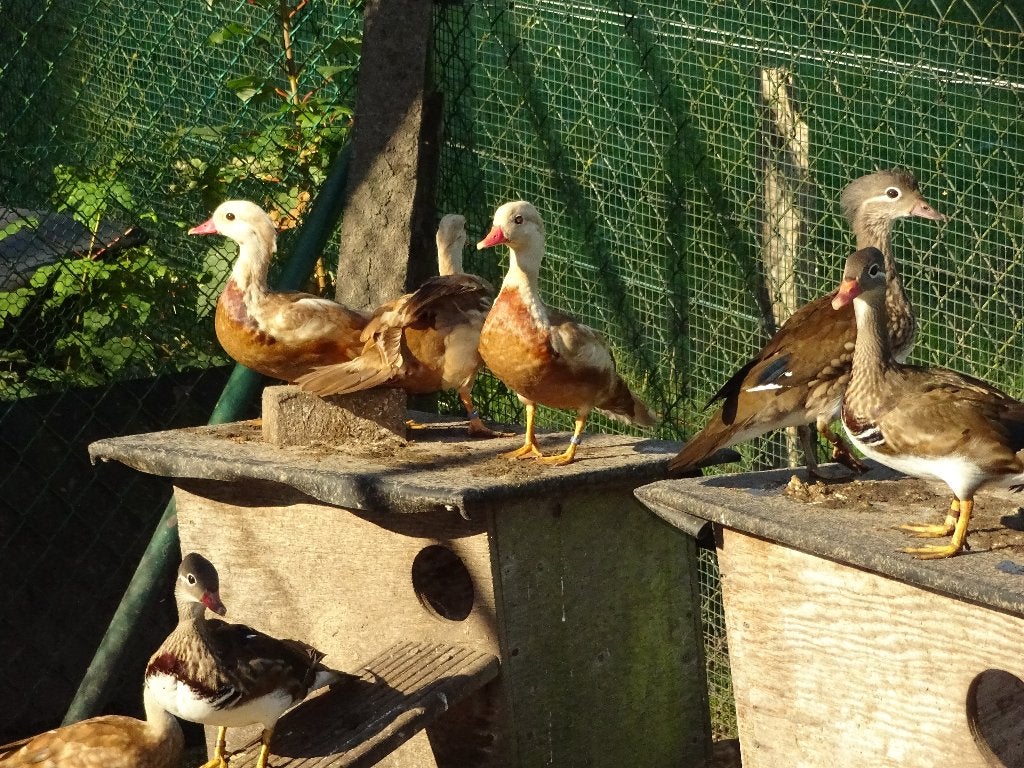 Rode mandarijneenden, Dieren en Toebehoren, Pluimvee, Meerdere dieren, Eend