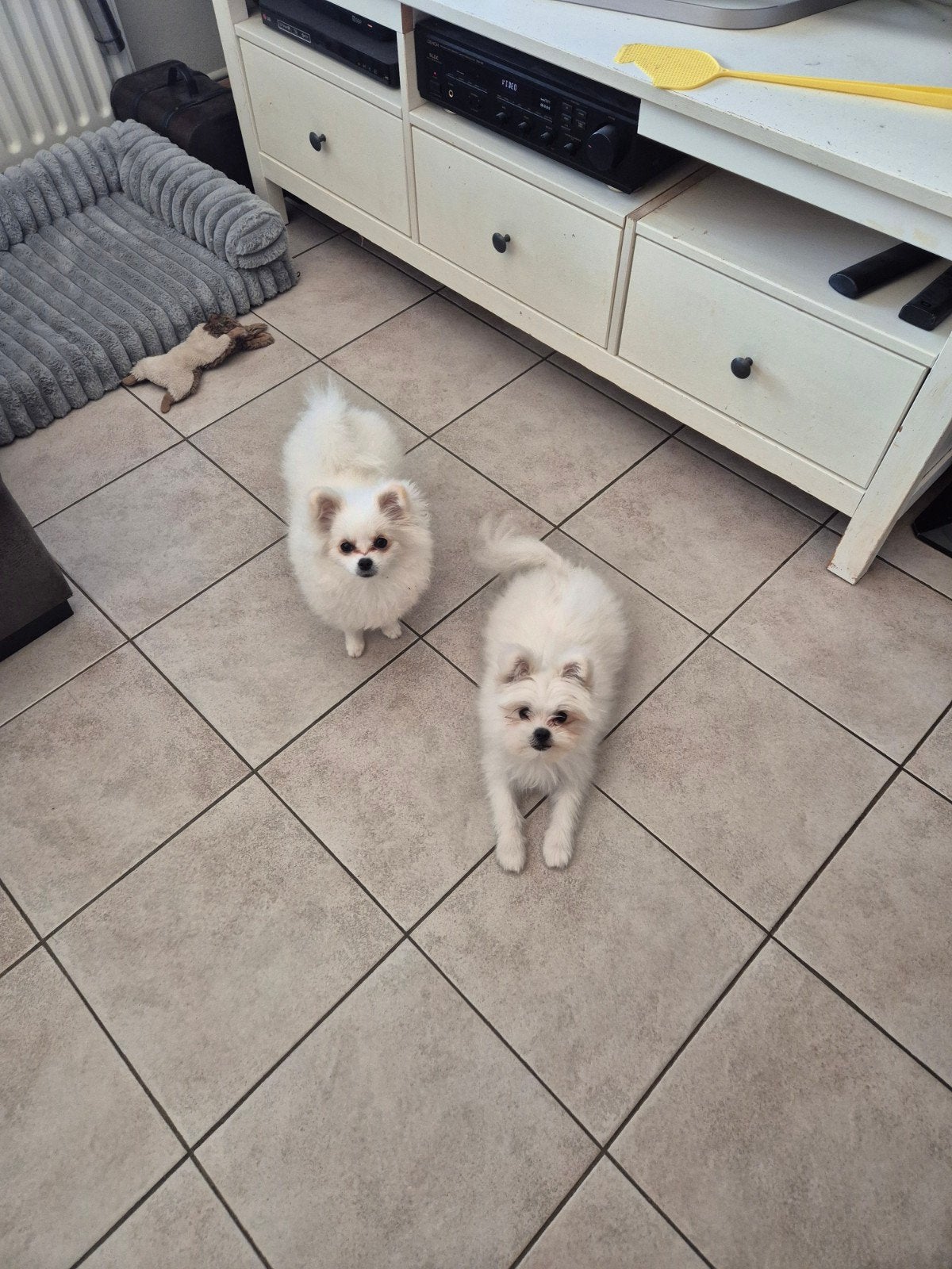 pommeriaan/keesje 2x teefje 8 maanden, 15 weken tot 1 jaar, Overige rassen, Teef, Meerdere