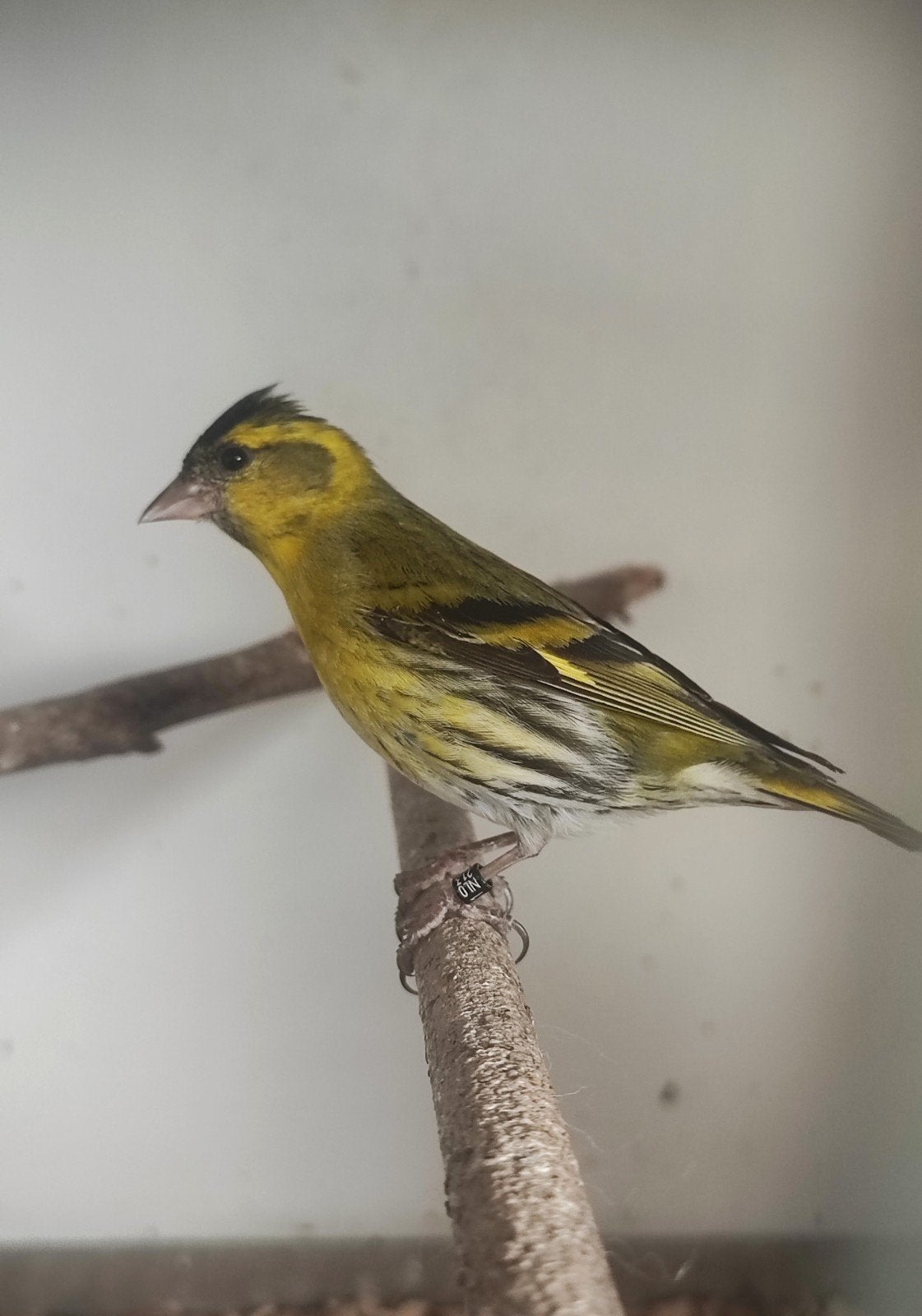Elsensijs man europese, Dieren en Toebehoren, Vogels | Overige Vogels, Mannelijk