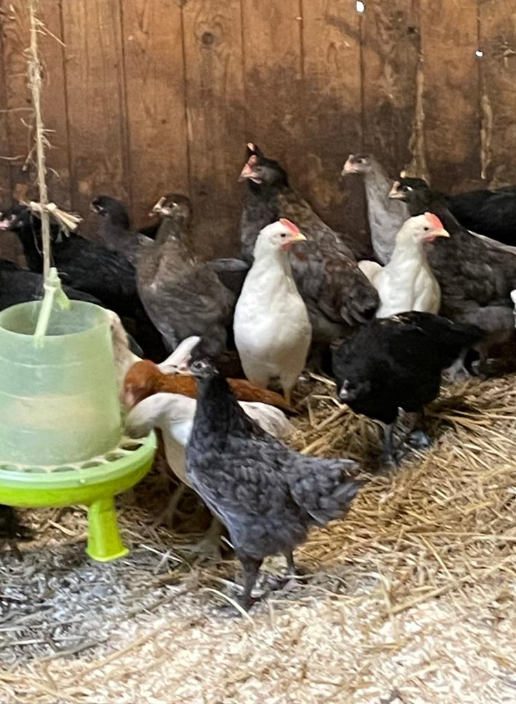 Kleurleggers kuikens, Dieren en Toebehoren, Pluimvee, Meerdere dieren, Kip