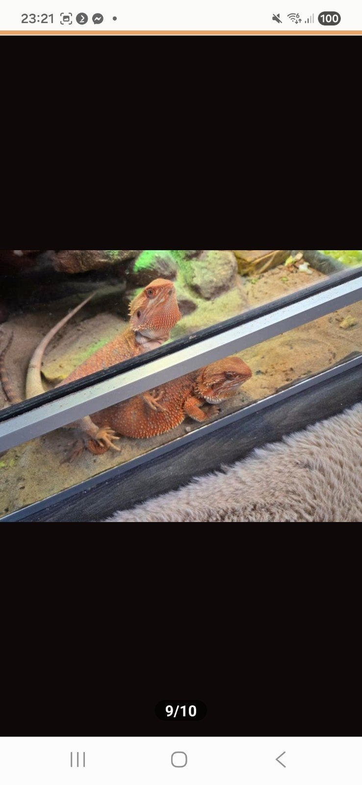2 baardagaams zusjes, Hagedis, Tam, 0 tot 2 jaar