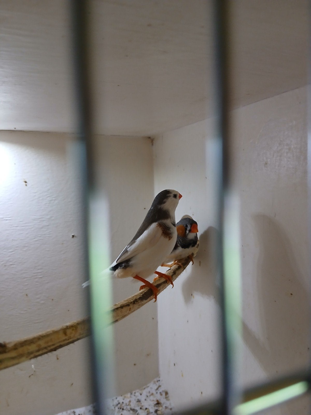 2 zebravink mannen, Mannelijk