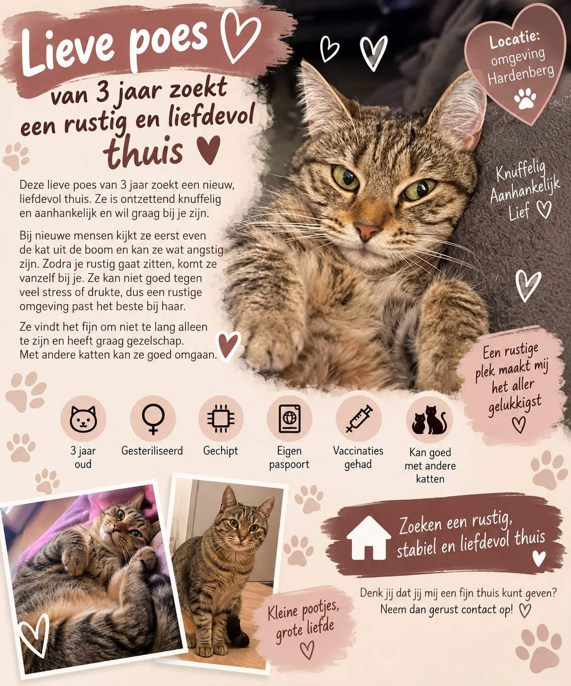 Lieve vrouwtjes kat, Dieren en Toebehoren