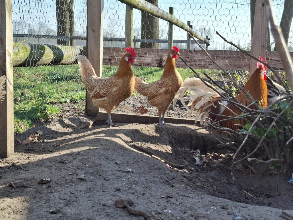Broedeieren Friese Hoen, Dieren en Toebehoren, Geslacht onbekend, Kip