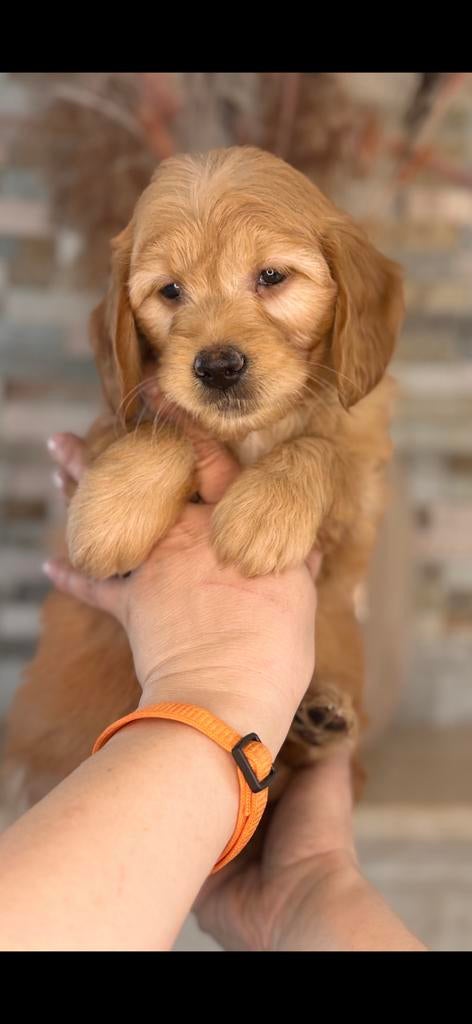 Prachtige goldendoodle pups, Dieren en Toebehoren, Honden | Retrievers, Spaniëls en Waterhonden, Parvo, Nederland, Overige rassen