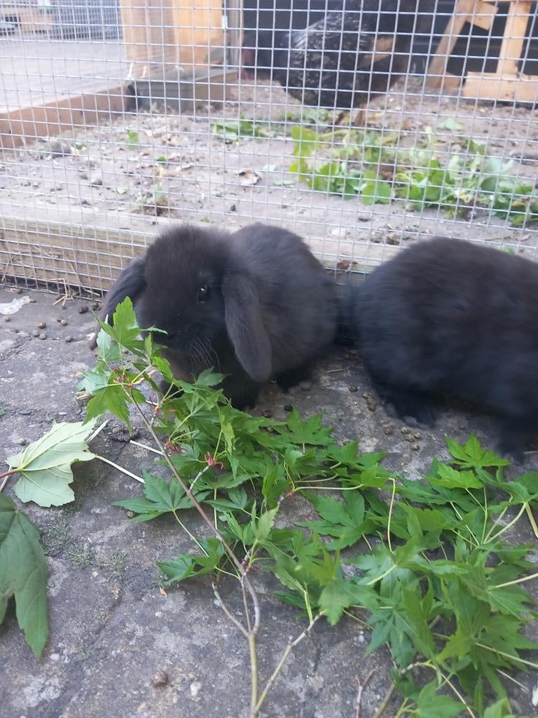 Baby-konijn, Dieren en Toebehoren, Konijnen, Meerdere dieren