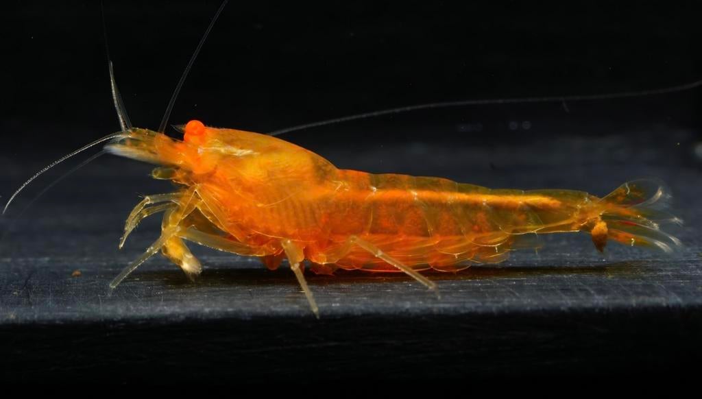 Caridina Yellow King Kong OE (Orange Eye), Kreeft, Krab of Garnaal
