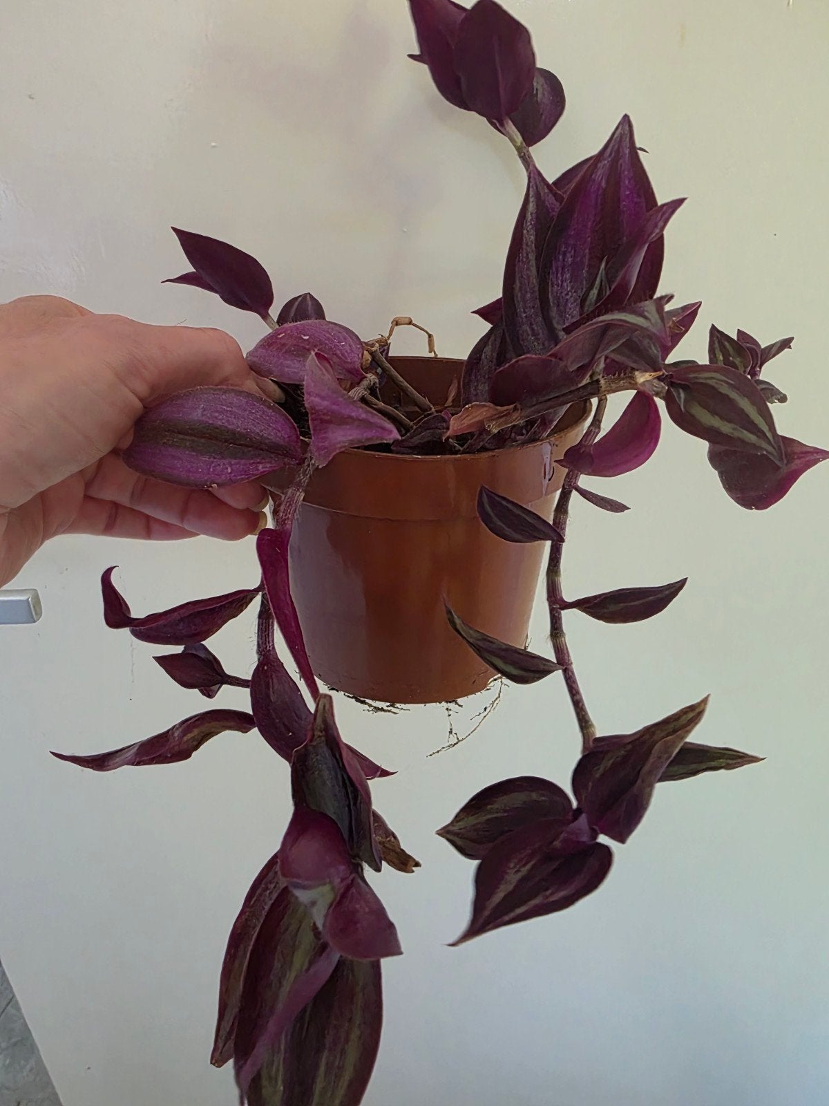 Mooie paarse hangplant - Tradescantia Zebrina, Huis en Inrichting, Kamerplanten, Overige soorten, In pot, Minder dan 100 cm, Groene kamerplant