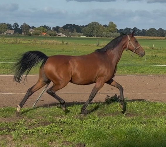 Mooie makkelijk bewegende NWR stermerrie, Merrie, Met stamboom, Dressuurpony, Niet van toepassing