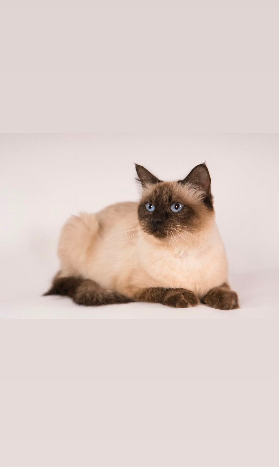 Hele Lieve Ragdoll poes met stamboom mag fokken