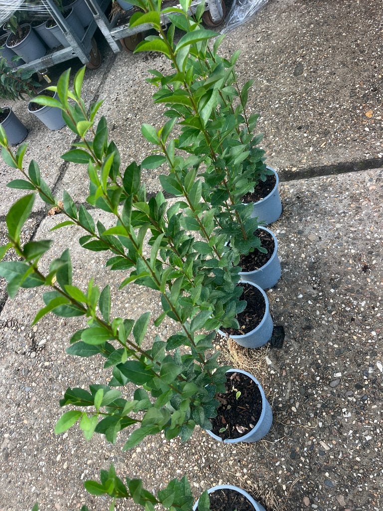 Foto 2 van Ligustrum Ovalifolium Haagplanten - Groene Ligusterhaag