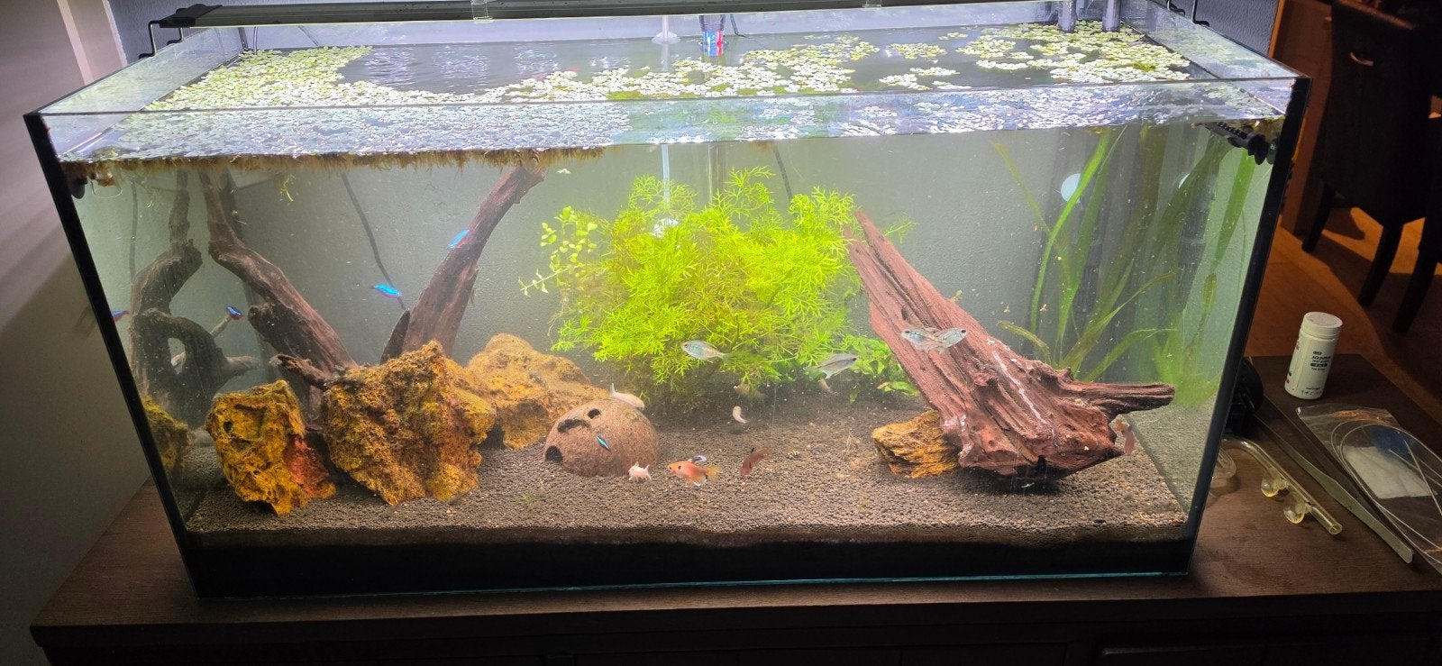 compleet aquarium 200 liter 100x40x50, Dieren en Toebehoren, Ophalen, Inclusief planten, Gevuld zoetwateraquarium