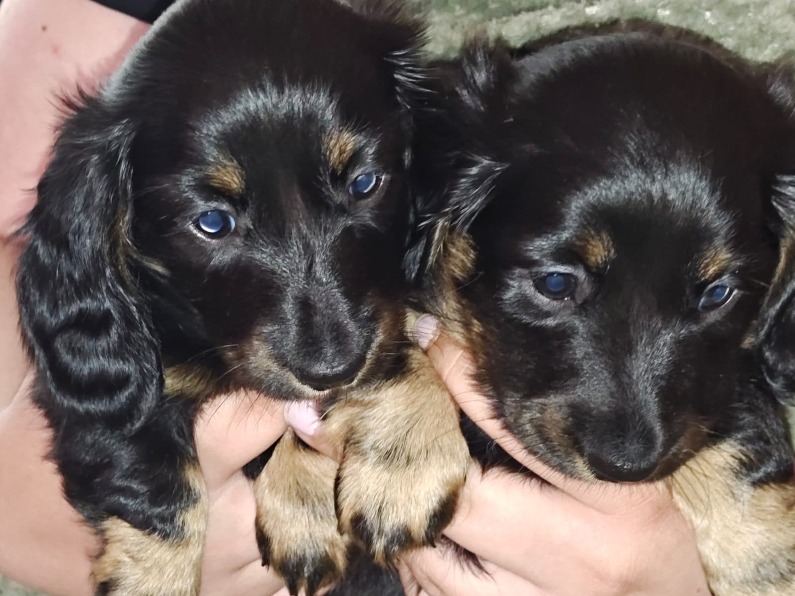 Wegens annulering - Langhaar Dwerg Teckelpup teefje, Dieren en Toebehoren, Parvo, 8 tot 15 weken, Teef, Dwerg