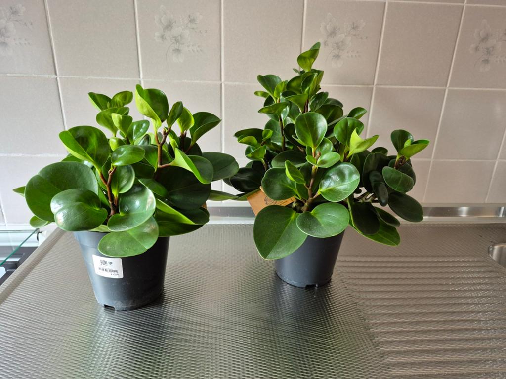 2 KAMERPLANTEN PERPERONIA, Huis en Inrichting, Kamerplanten, Groene kamerplant, Ophalen, Halfschaduw, Minder dan 100 cm