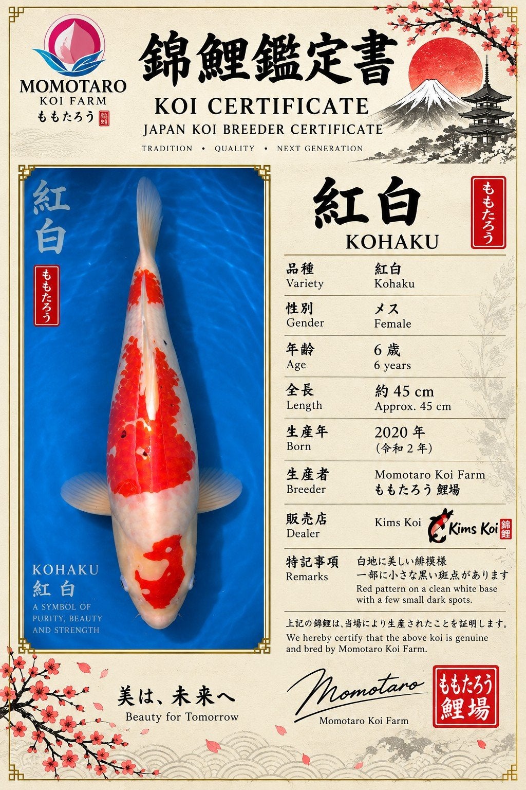 japanse koi kohaku, Karper of Koi