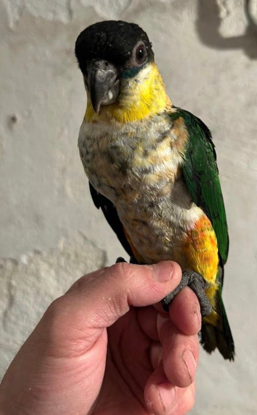 Super tamme zwartkop caiques 11 weken oud, Dieren en Toebehoren, Vogels | Parkieten en Papegaaien, Geslacht onbekend, Parkiet