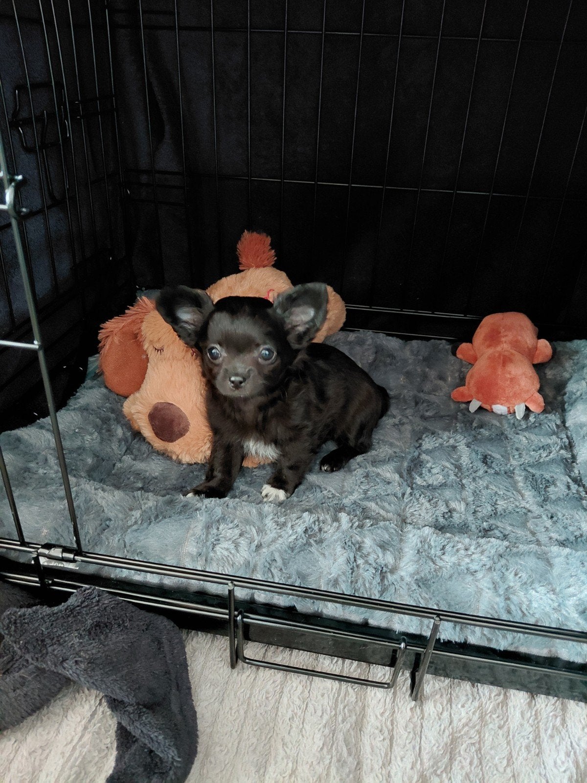 Chihuahua reu, klein formaatje, Reu, 8 tot 15 weken, Eén hond, Chihuahua