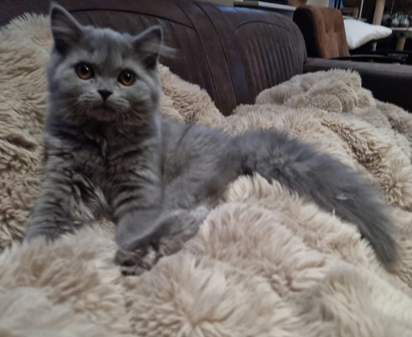 Kitten britse korthaar / maincoon / pers, Dieren en Toebehoren, Katten en Kittens | Raskatten | Langhaar, Kater, Ontwormd