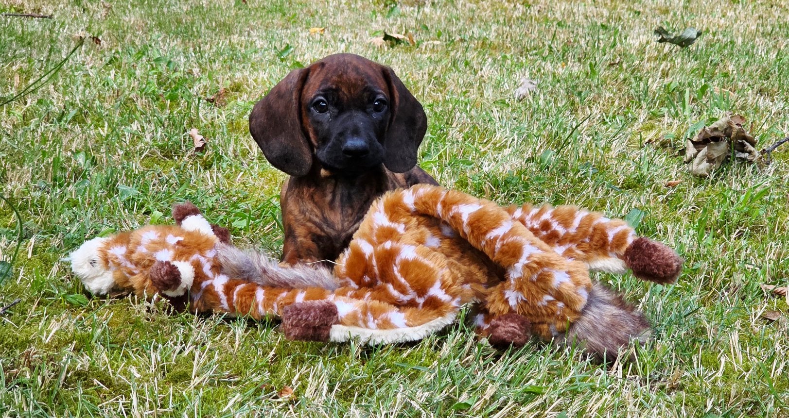 Puppy bayerische gebirgschweisshund, Standaard, 8 tot 15 weken, Korthaar, Parvo