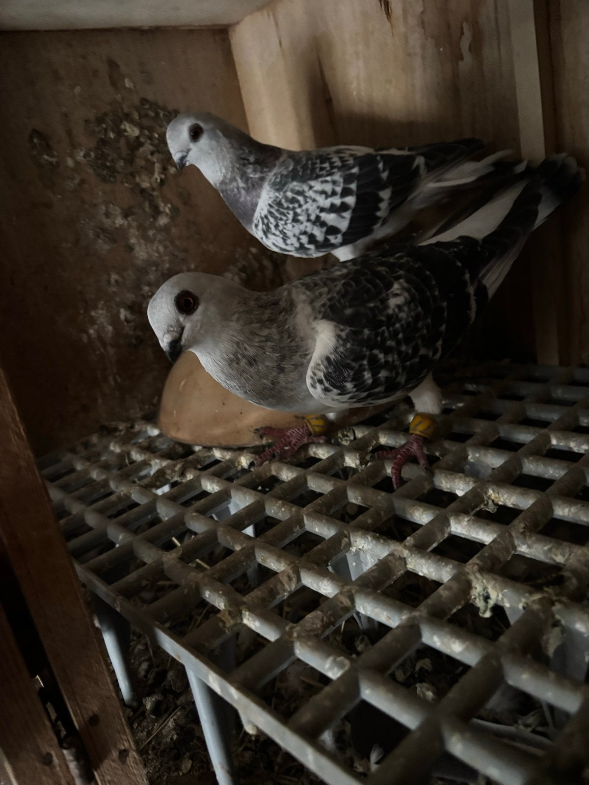 Jonge koppel, Meerdere dieren, Overige soorten