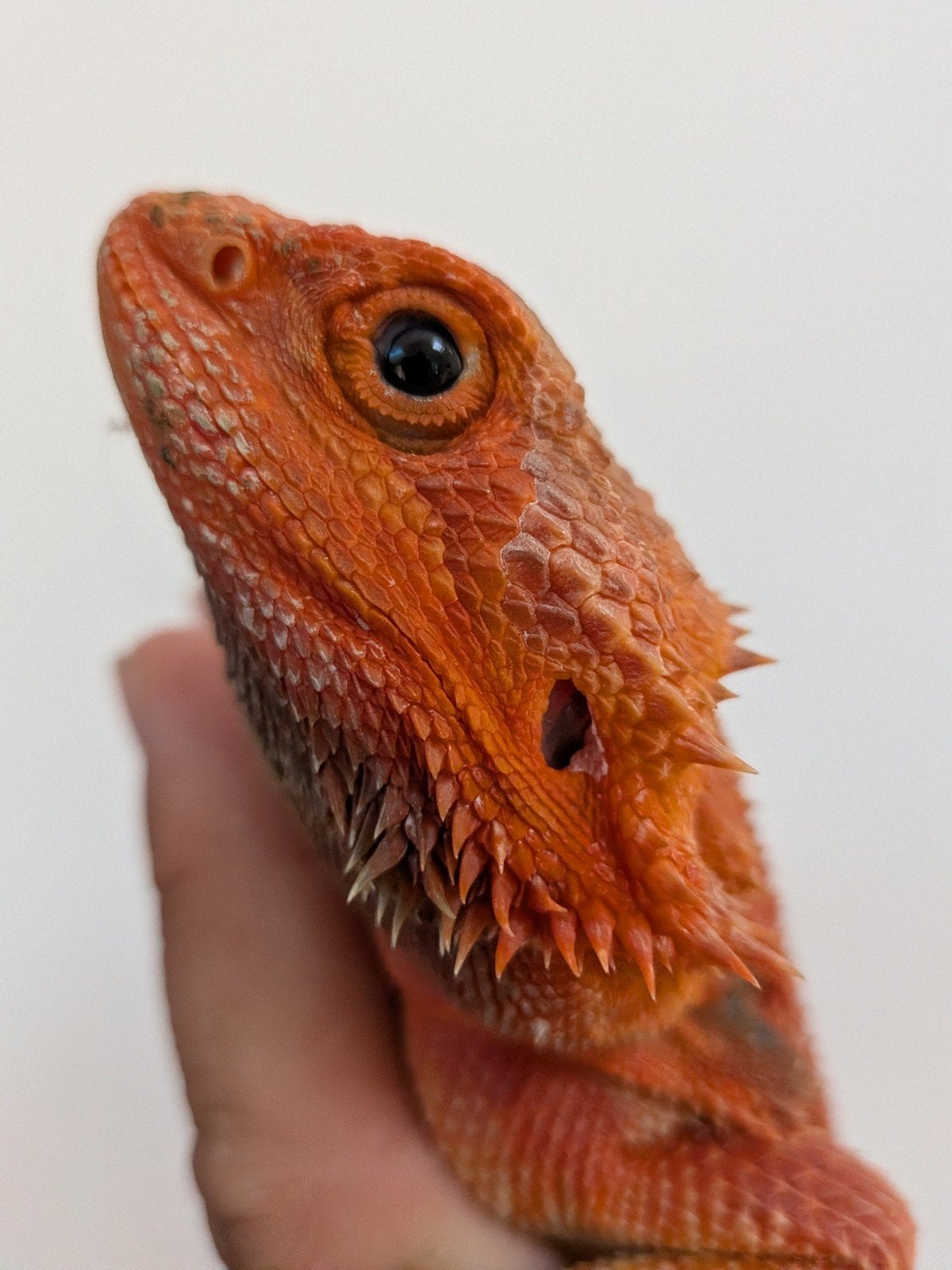 uromastyx, xenagama Taylori, pogona vitticeps Bearded Dragon photo 15