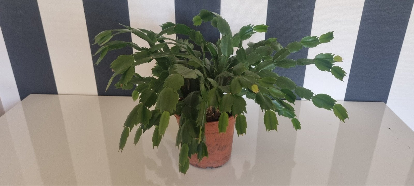Kerstcactus in pot - Groene kamerplant, Ophalen, Overige soorten, Halfschaduw, In pot