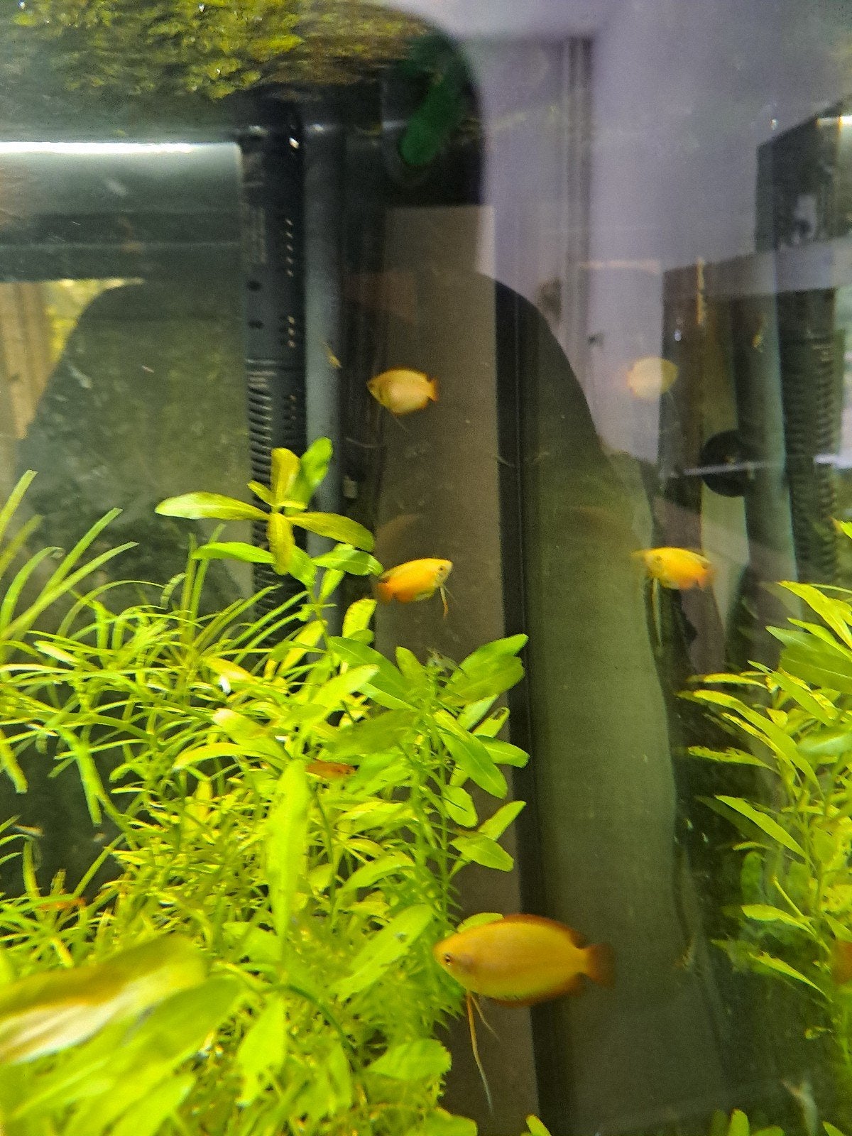 Planten stekjes te koop, Dieren en Toebehoren, Vis