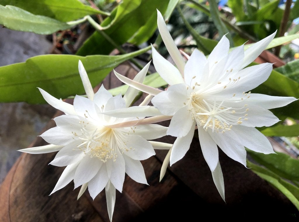 cactus - Epiphyllum pumillum, Ophalen of Verzenden, Cactus, Volle zon, Minder dan 100 cm