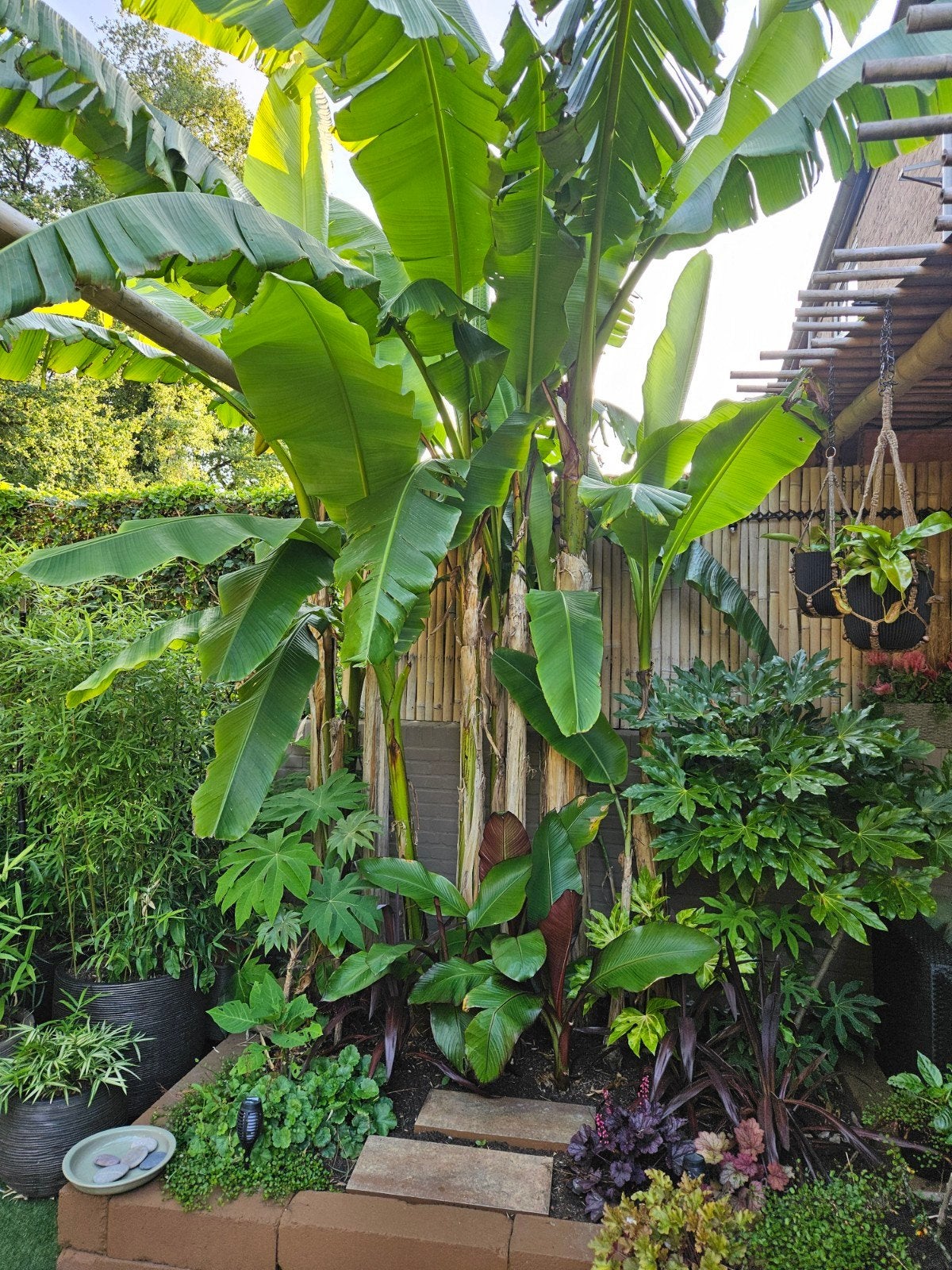 Bananenplant klein tuin - Musa Basjoo, Tuin en Terras, Ophalen, Vaste plant, Overige soorten, Volle zon