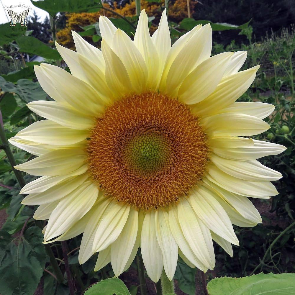 ProCut Zonnebloemzaden 15 verschillende kleuren zonnebloemen, Tuin en Terras, Bloembollen en Zaden, Verzenden, Voorjaar, Volle zon