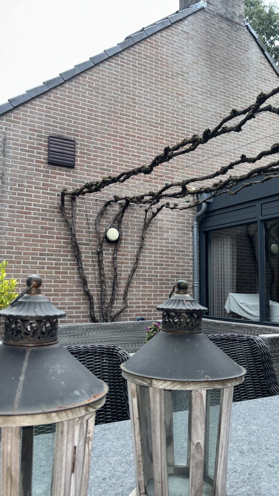 Oude blauwe druif, Tuin en Terras, Ophalen, Lente