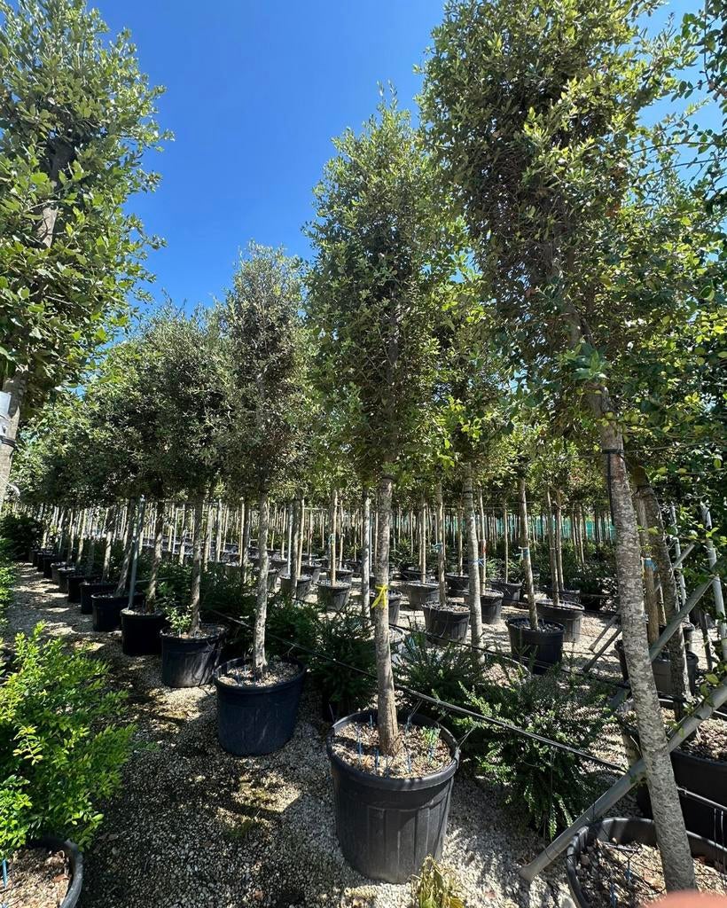 Steeneik bomen Hoogstam | Halfstam quercus ilex, Ophalen of Verzenden, Volle zon, Overige soorten