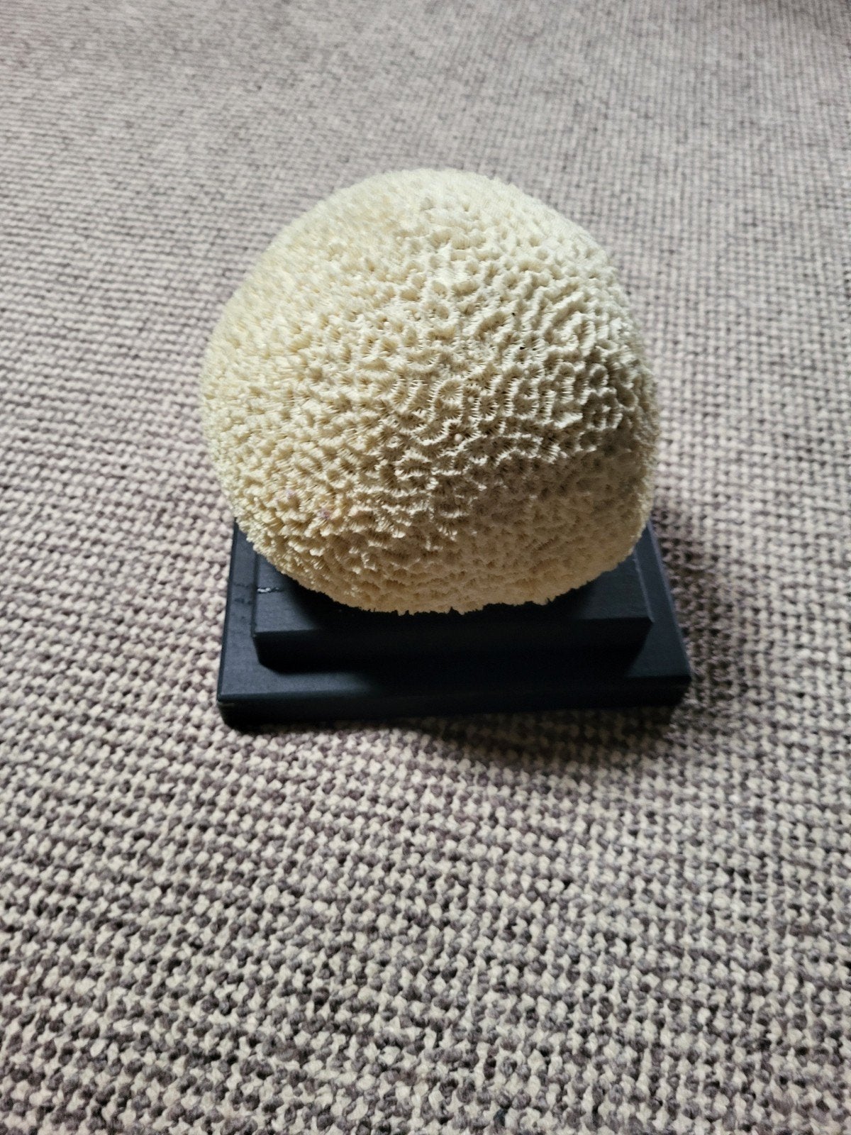 koraal spons op houten plateau, Ophalen of Verzenden, Zo goed als nieuw, Kunststof