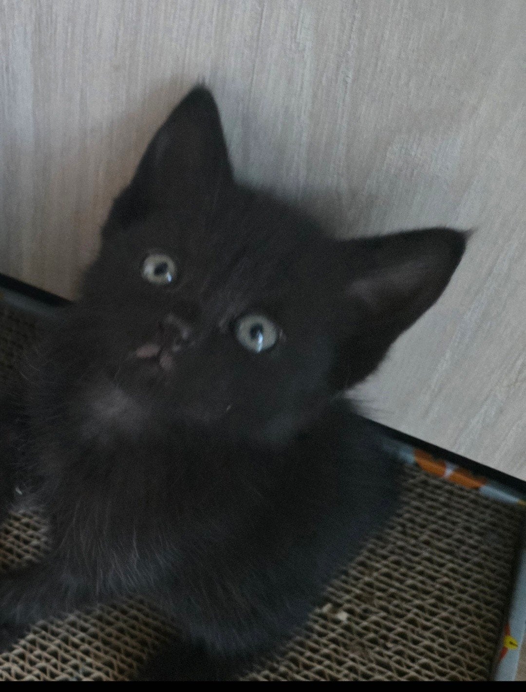Kittens, Meerdere dieren