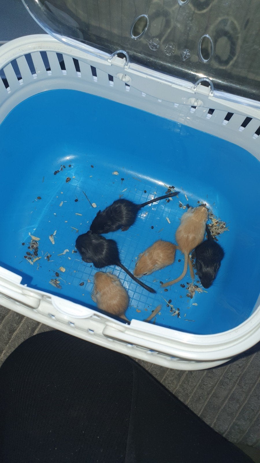 baby gerbils gaan per koppel weg 15 euro, Dieren en Toebehoren, Knaagdieren, Augustus, Meerdere dieren, Overige typen, Tam