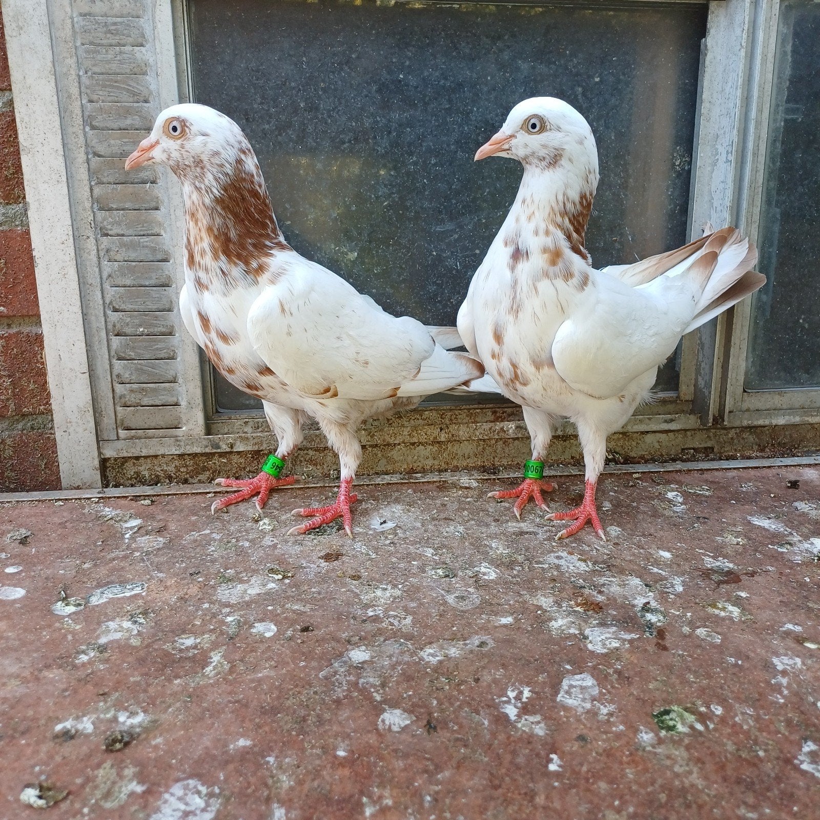 Hoogvliegers, Dieren en Toebehoren, Vogels | Duiven, Meerdere dieren