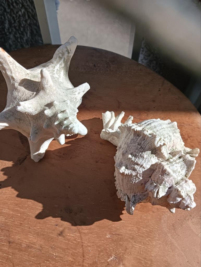 Twee mooie schelpen in goede staat, Ophalen of Verzenden, Zo goed als nieuw