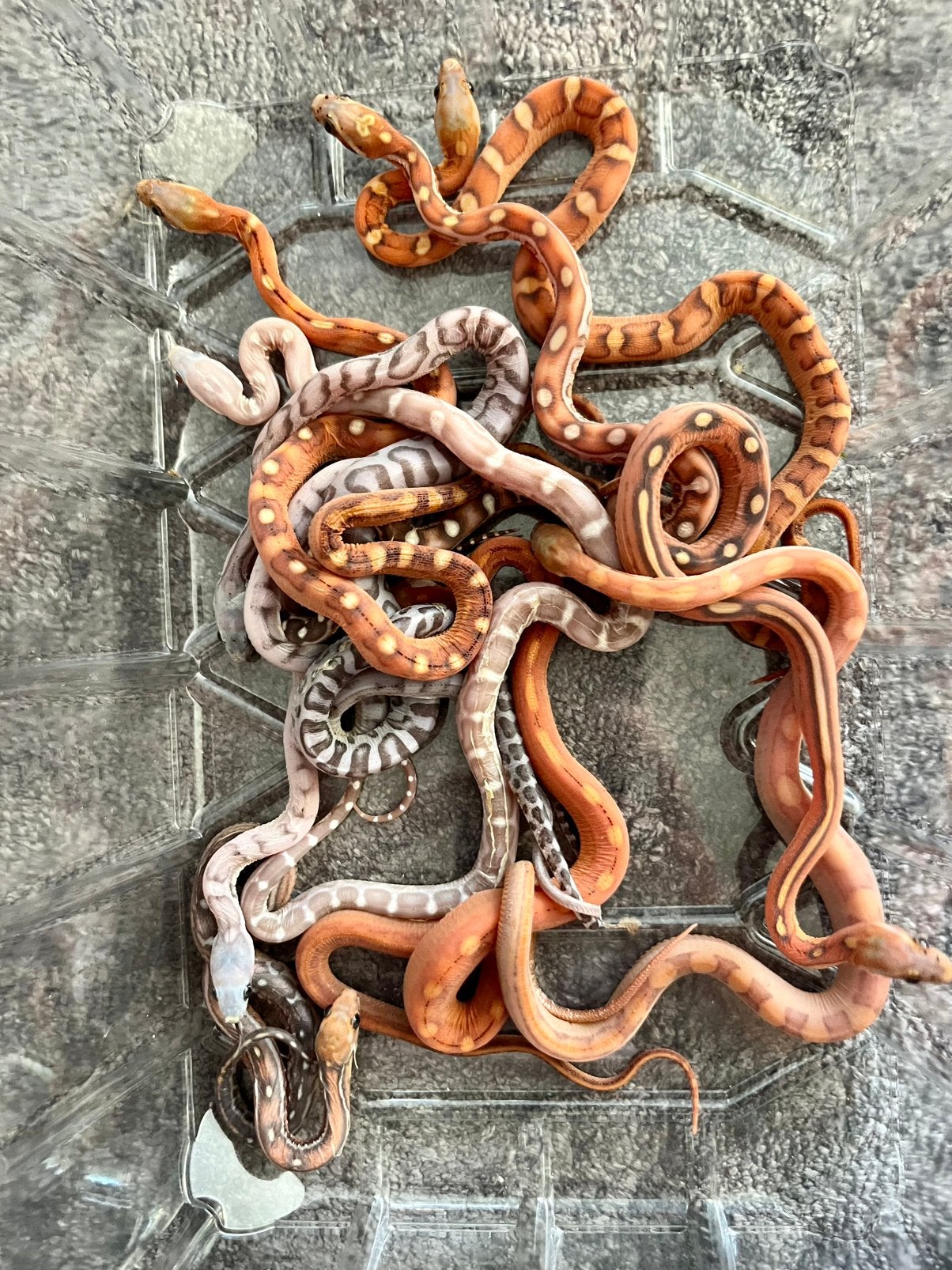 Scaleless rattenslang Pantherophis Guttatus, Slang, Tam, 0 tot 2 jaar
