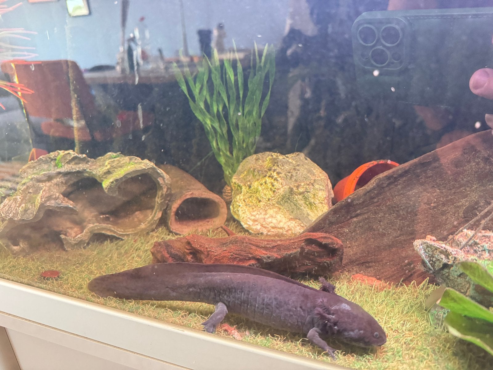 Aquarium merk Aquatlantis met 4 axolotls, Dieren en Toebehoren, Vissen | Aquariumvissen, Vis