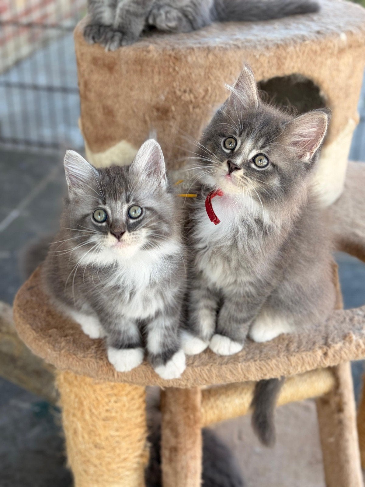 Maine Coon kittens, Meerdere dieren, Ontwormd, 0 tot 2 jaar