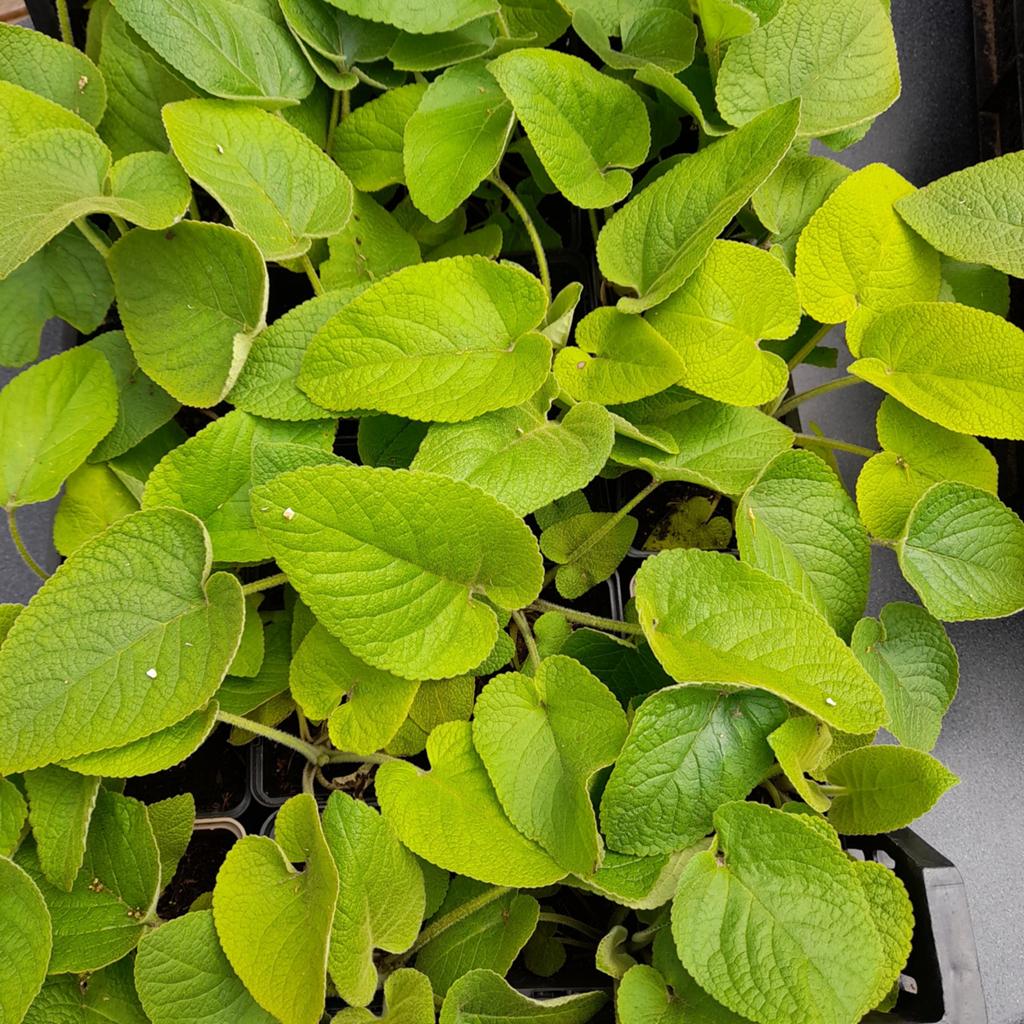 Mooie stekken van Phlomis / Brandkruid, Tuin en Terras, Planten | Tuinplanten, Ophalen, Overige soorten, Volle zon