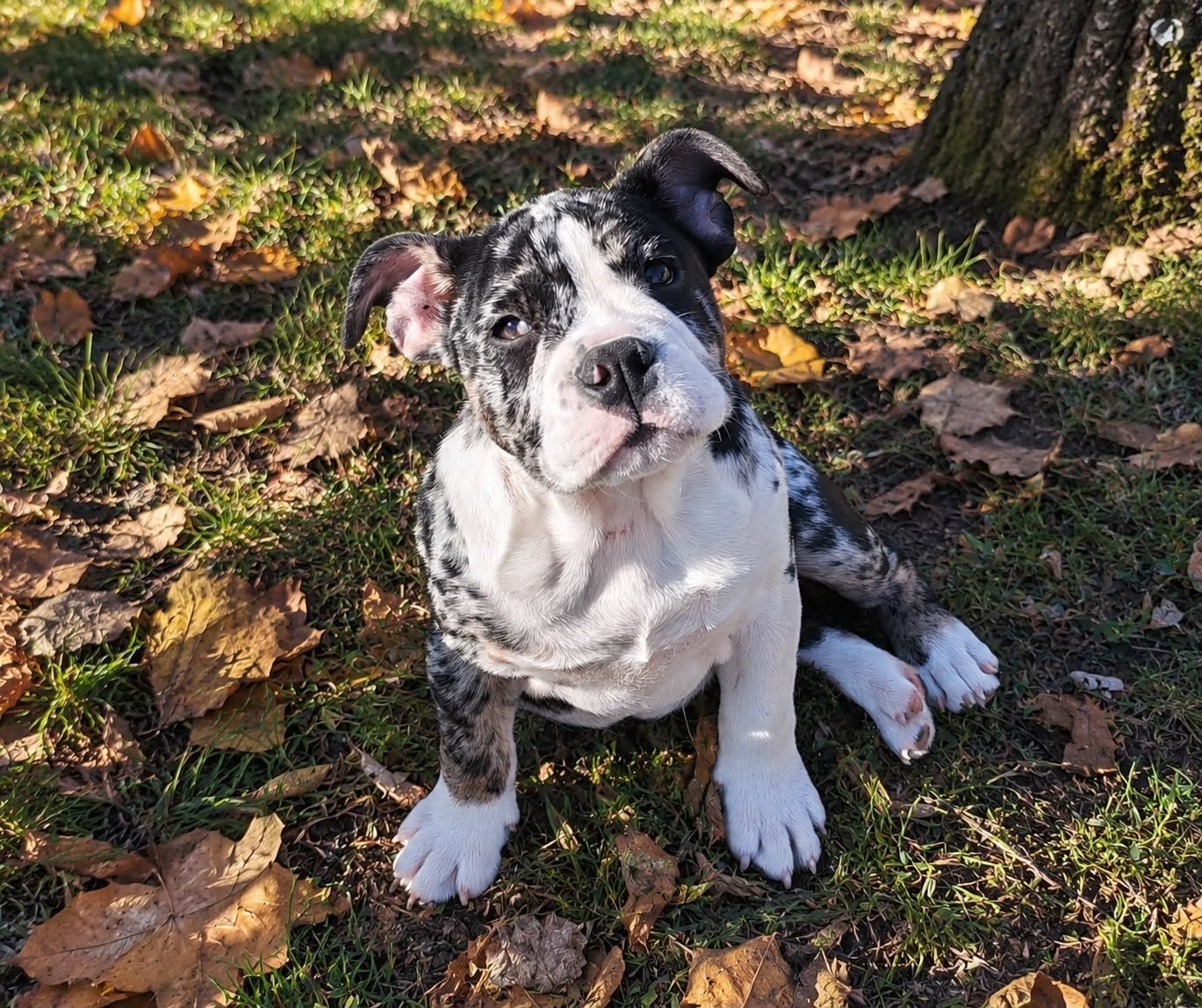 Engelse Bulldog pup, Dieren en Toebehoren, 15 weken tot 1 jaar, Overige rassen, Teef, Eén hond
