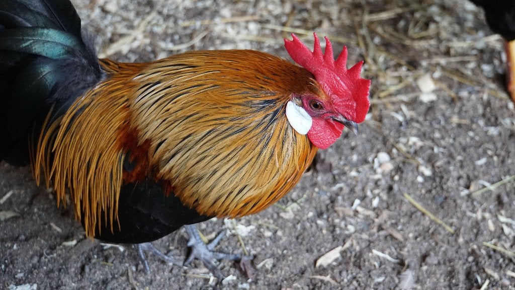 Hollandse kriel haan en hennen, patrijs, Meerdere dieren, Kip