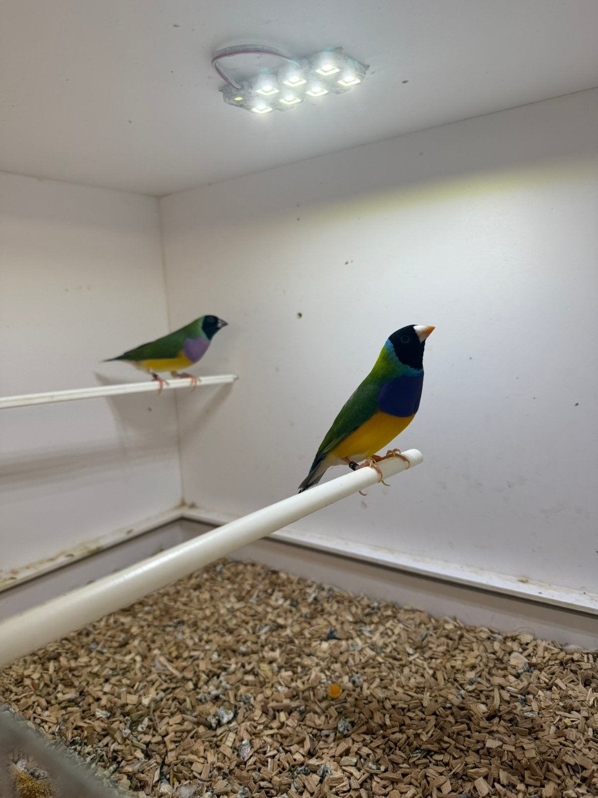 Koppel goulds 2025, Dieren en Toebehoren, Vogels | Overige Vogels, Meerdere dieren